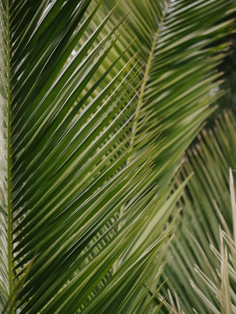 Vibrant green palm leaves in detailed close-up with selective focus
