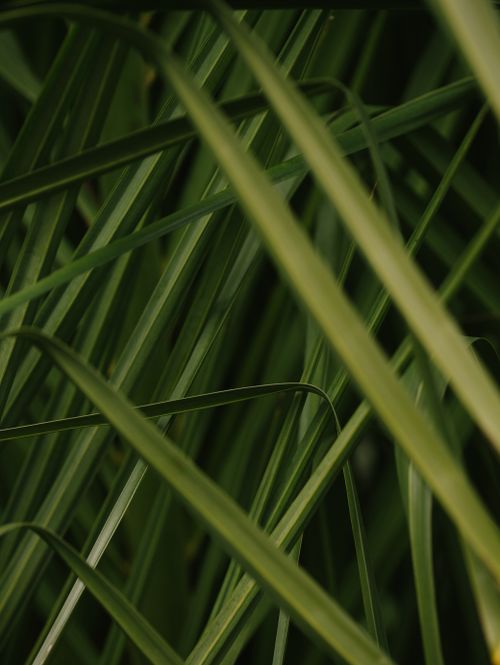 Free Detailed close-up image of green grass blades creating a natural and serene texture with selective focus. Stock Photo