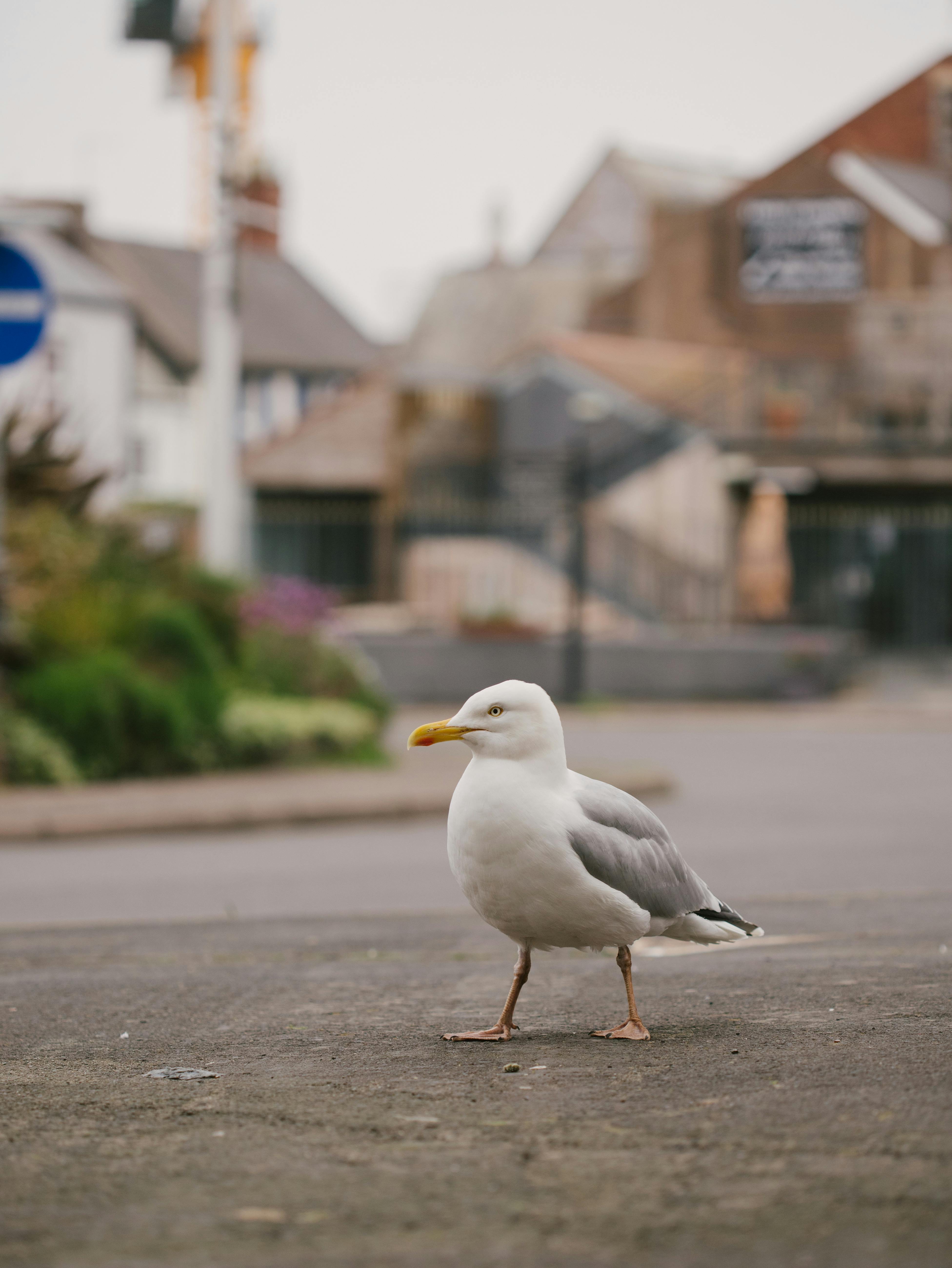 Seagull standing on an urban street with blurred buildings in background.
