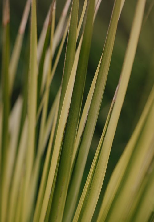 Free A close-up of slender green leaves in a natural setting, perfect for backgrounds. Stock Photo