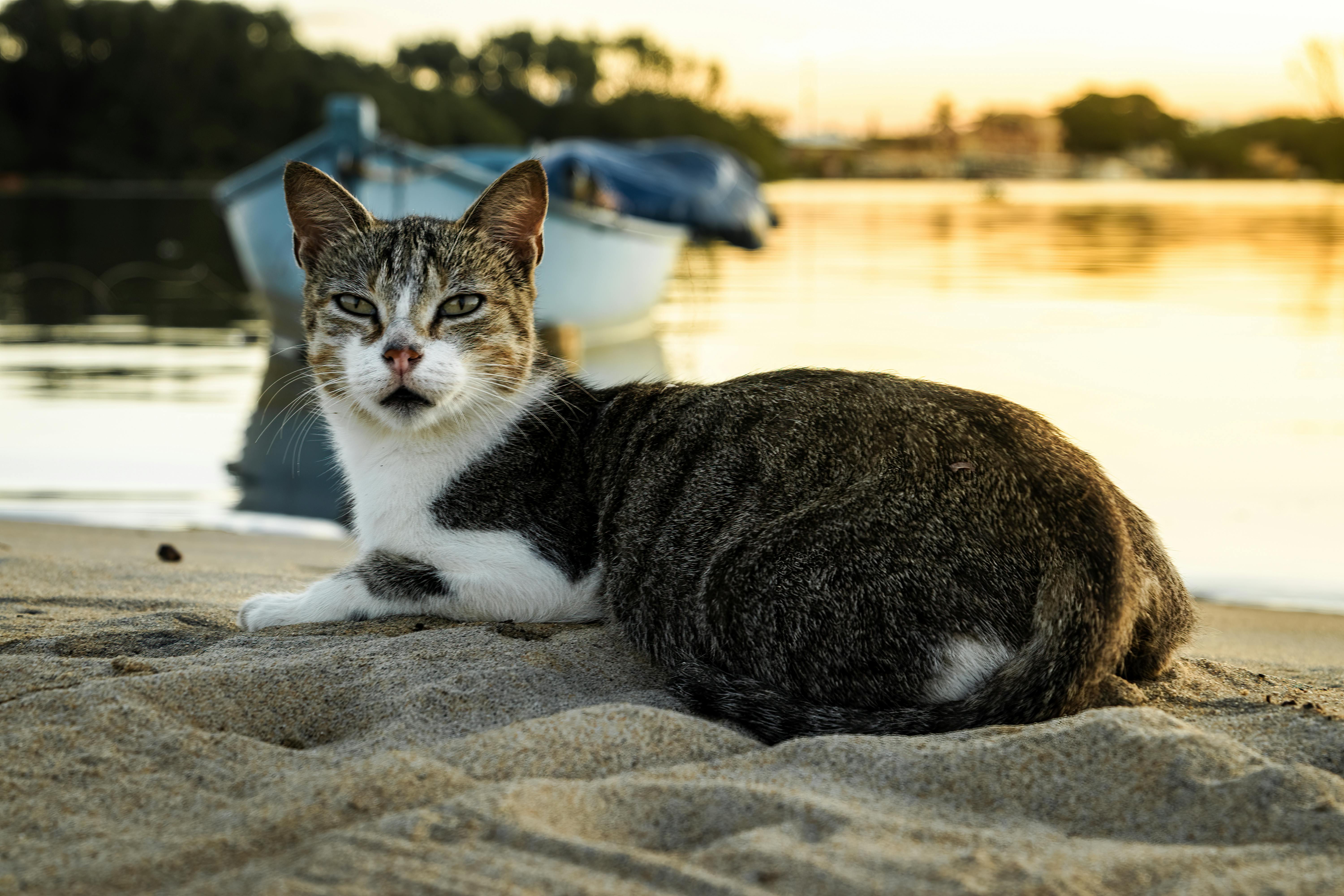 Cat at Beach Sunset | Stable Diffusion Online, image size:1125x750