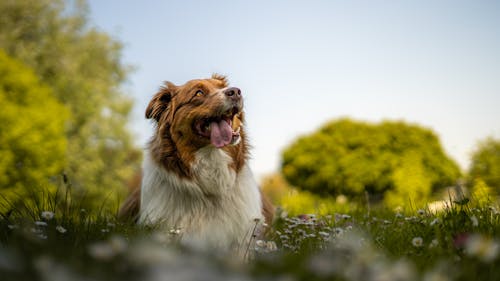 Kostnadsfri bild av äng, djur, hund