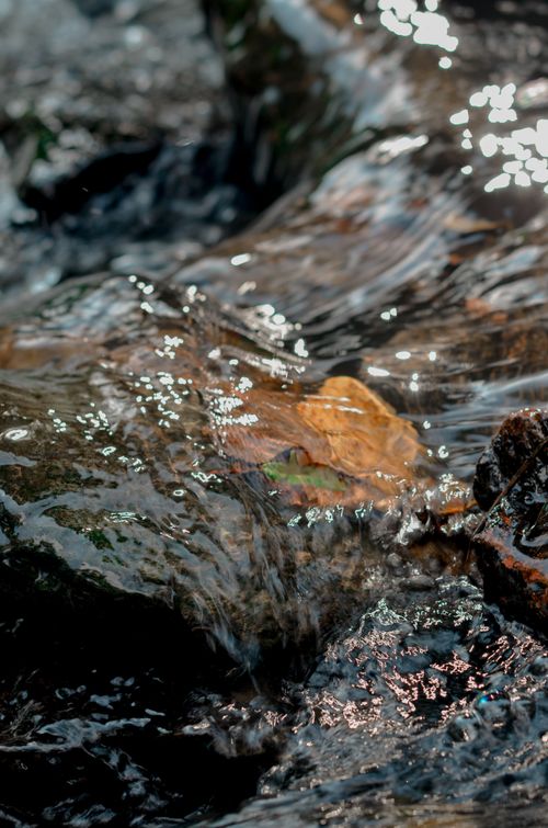 Free Close-up of a gentle stream flowing over rocks adorned with autumn leaves, capturing a serene and natural setting. Stock Photo