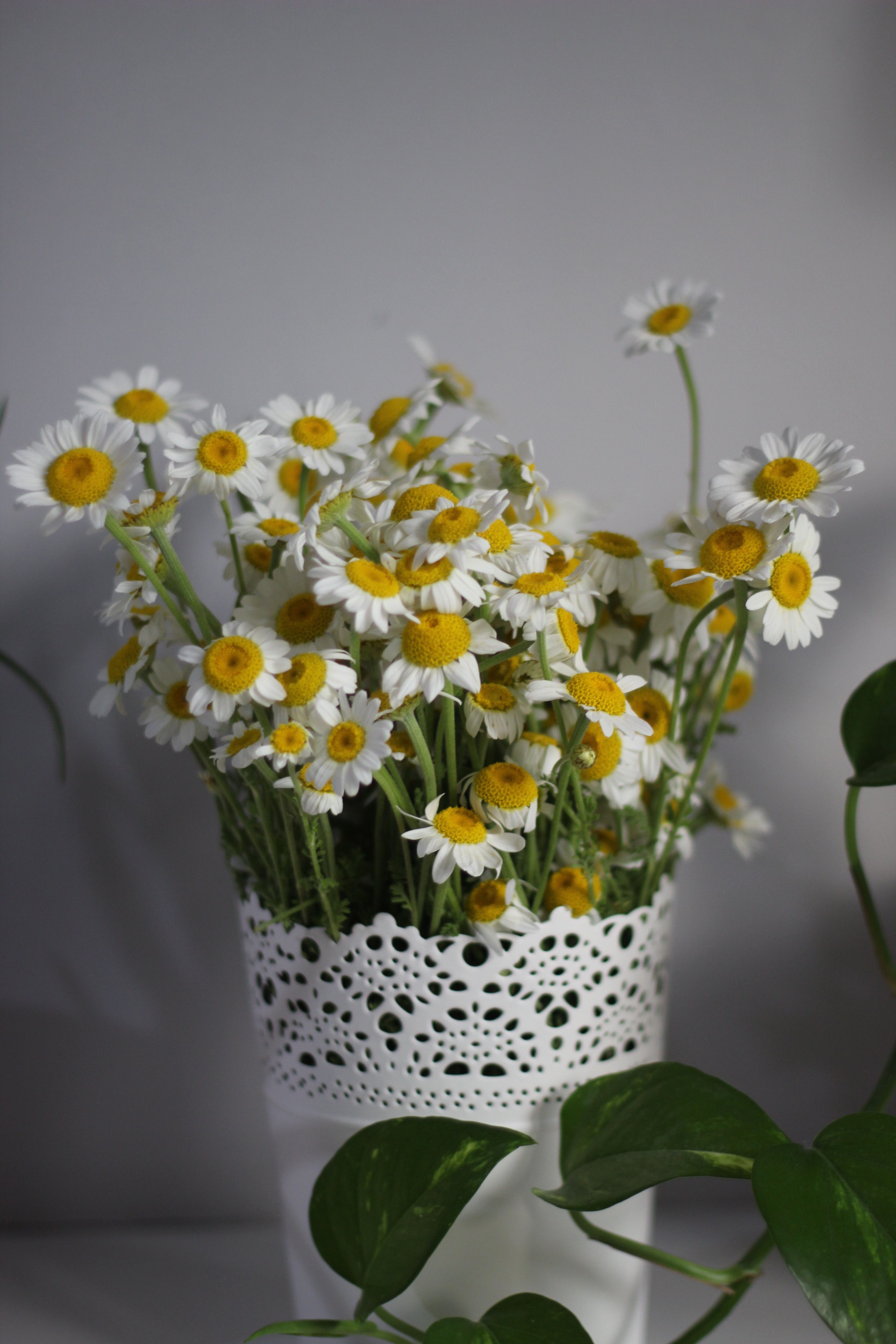 Dandelions in Vase · Free Stock Photo
