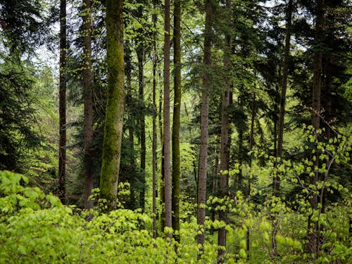Бесплатное стоковое фото с лес, лето, листва