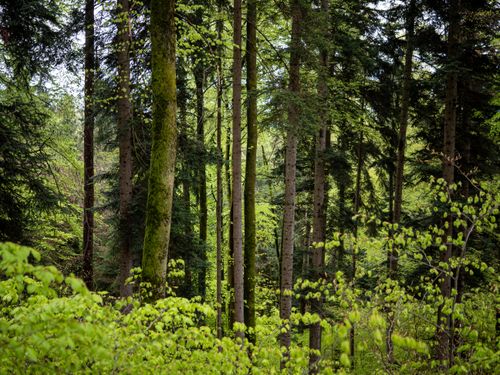 Free A peaceful forest scene showcasing tall trees and vibrant green foliage in a summer setting. Stock Photo