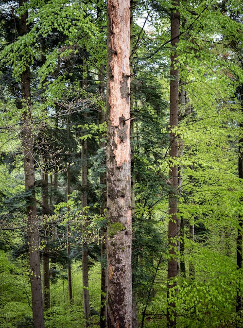 Foto stok gratis batang pohon, hutan, lansekap