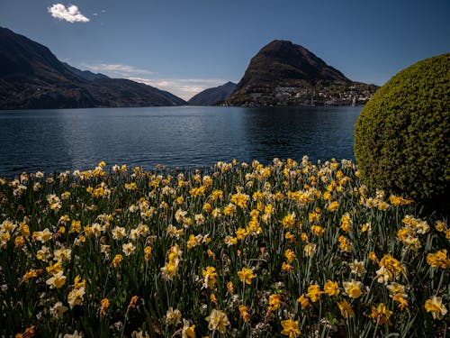 คลังภาพถ่ายฟรี ของ ดอกไม้, ทะเลสาบ, ทะเลสาป
