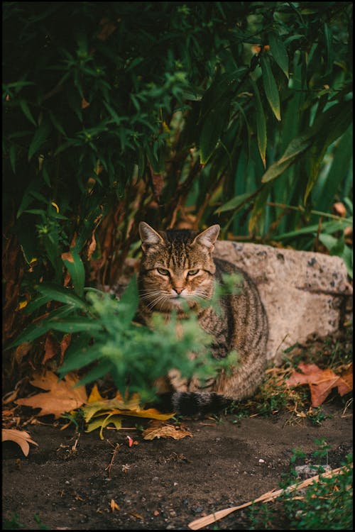 Fotos de stock gratuitas de animal, gato, mascota