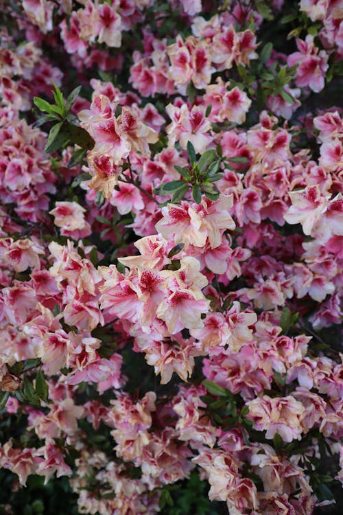 Close up of a Shrub 