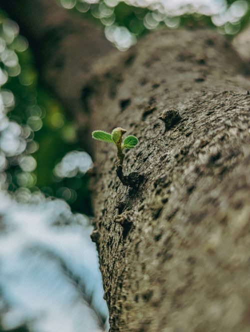 Free Close-up of a small leaf sprouting from tree bark, captured with artistic bokeh effect. Stock Photo