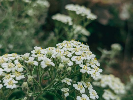 Blooming Common Yarrow