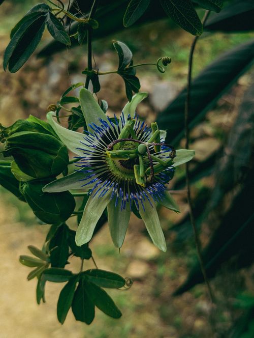 Free Close-up of a vibrant blue passionflower blooming in an outdoor garden setting. Stock Photo