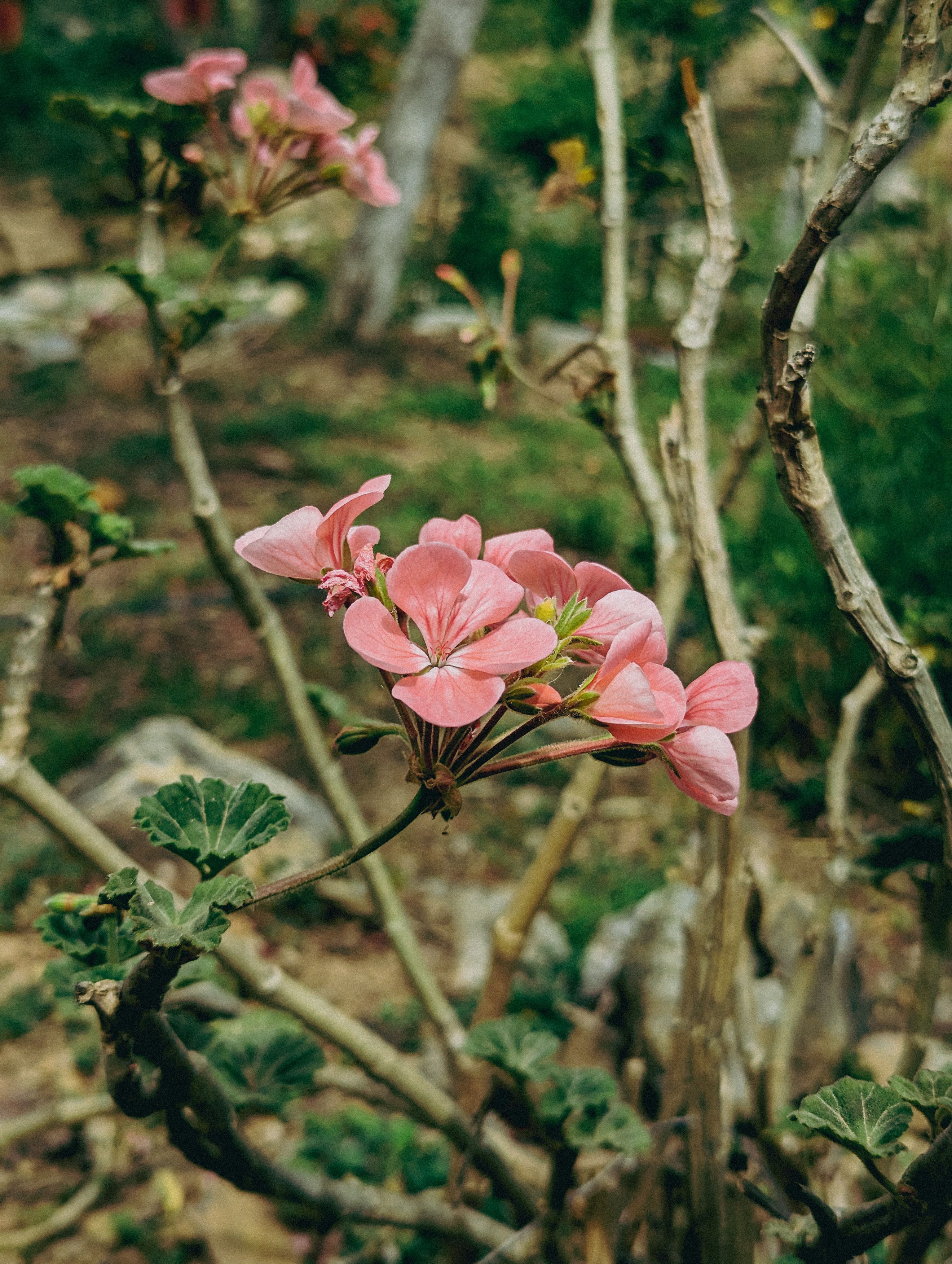 White Flowering Tree Free Stock Photo