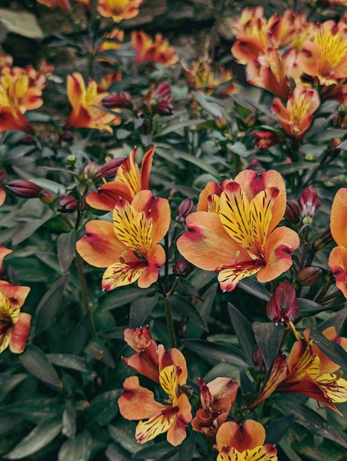 Close up of Flowers