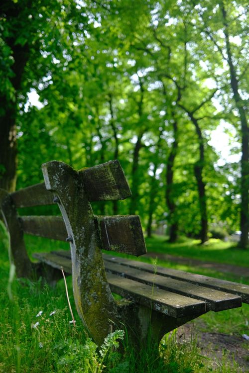 Free Quiet park scene with an empty wooden bench surrounded by greenery in Ghent, Belgium. Stock Photo