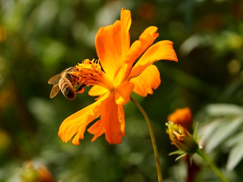 Kostenloses Stock Foto zu bestäuben, biene, blüte