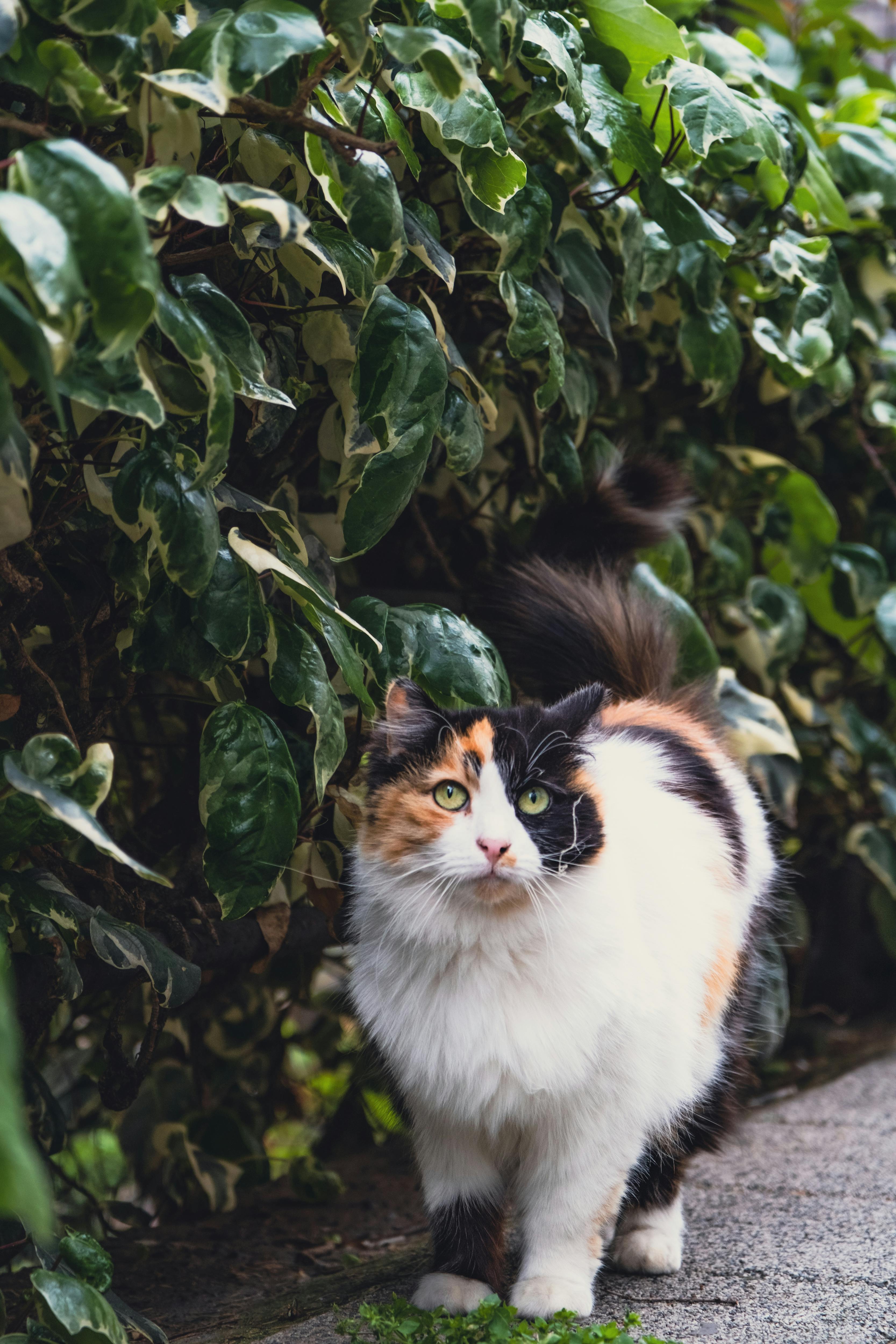 multi colored cat by leaves