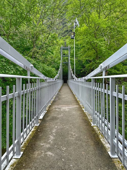 Narrow Footbridge in Forest