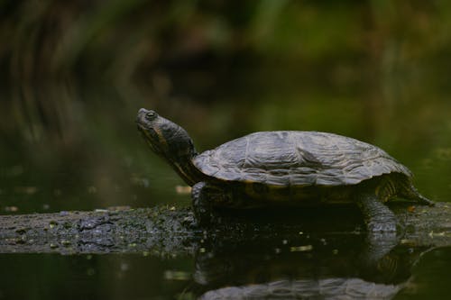 Základová fotografie zdarma na téma fotografie divoké přírody, fotografování zvířat, lastura