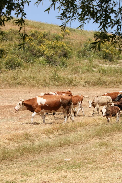 Darmowe zdjęcie z galerii z bydło, gospodarstwo, krowy