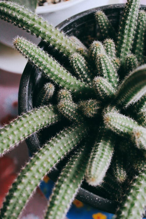Gratis Fotos de stock gratuitas de botánica, cactus, crecimiento Foto de stock