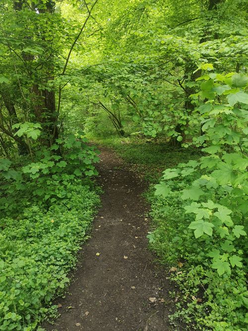 Free Walk along a tranquil forest path surrounded by vibrant green foliage. Stock Photo