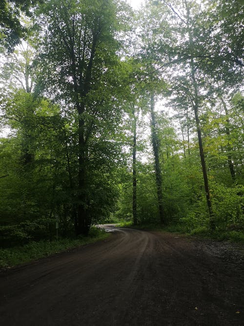 Dirt Road Among Trees