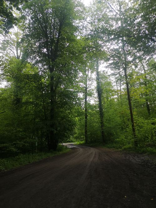 Free A tranquil dirt road curves through lush green woodland, ideal for nature exploration. Stock Photo