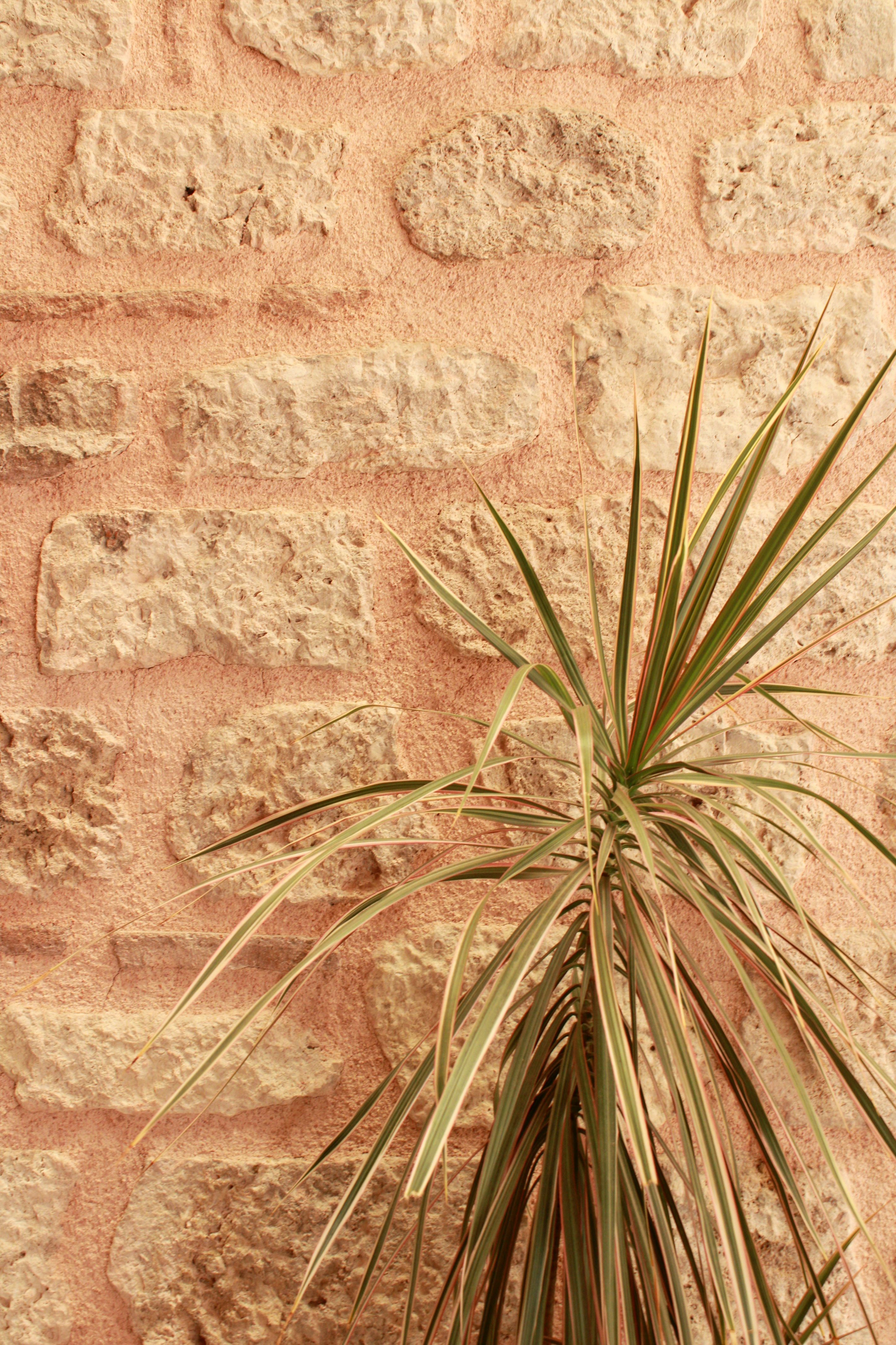 houseplant-tools-photos-download-the-best-free-houseplant-tools-stock