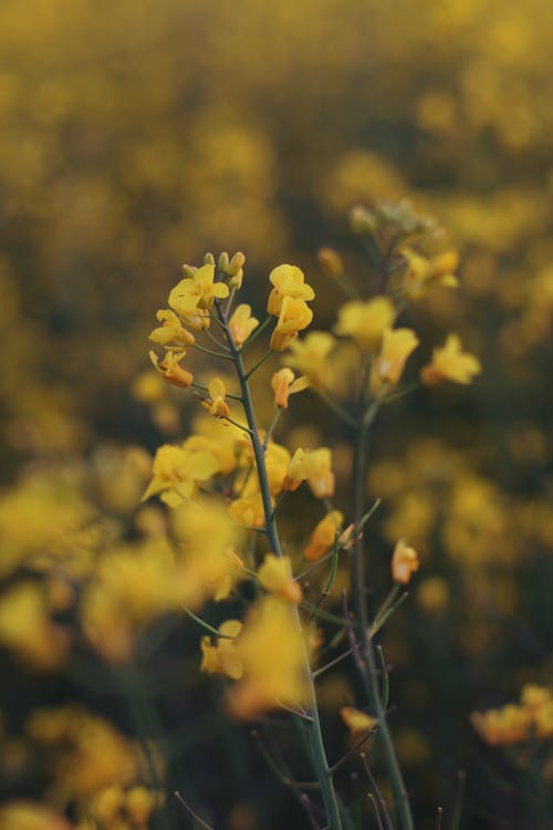 Blooming Yellow Flowers