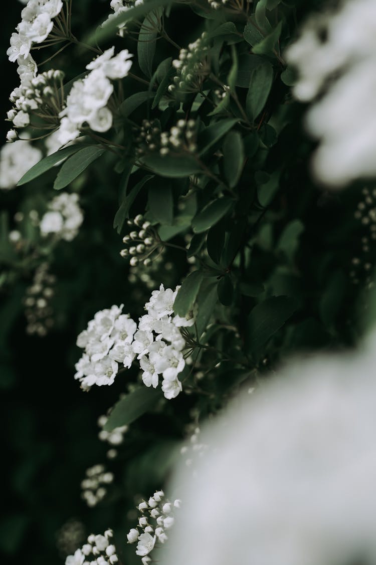 Close-up Of White Blossoms