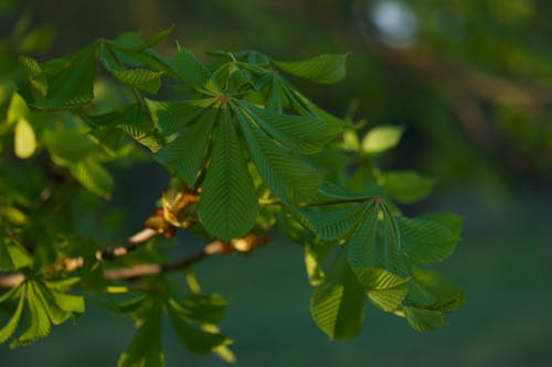 Darmowe zdjęcie z galerii z drzewo kasztanowe, gałęzie, lato