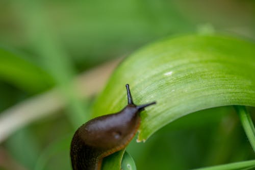 곤충, 녹색, 민달팽이의 무료 스톡 사진