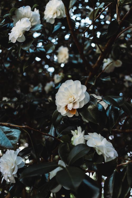 Free Detailed view of white camellia flowers with rich green leaves, showcasing nature's beauty. Stock Photo