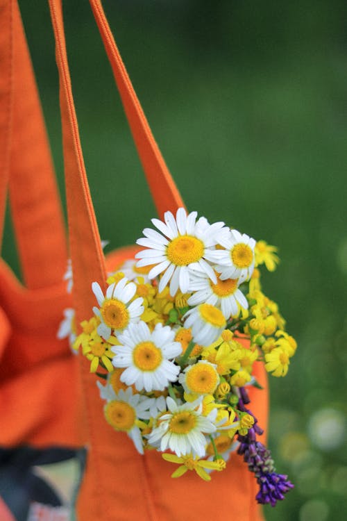 Ilmainen kuvapankkikuva tunnisteilla kasvit, kukat, lähikuva