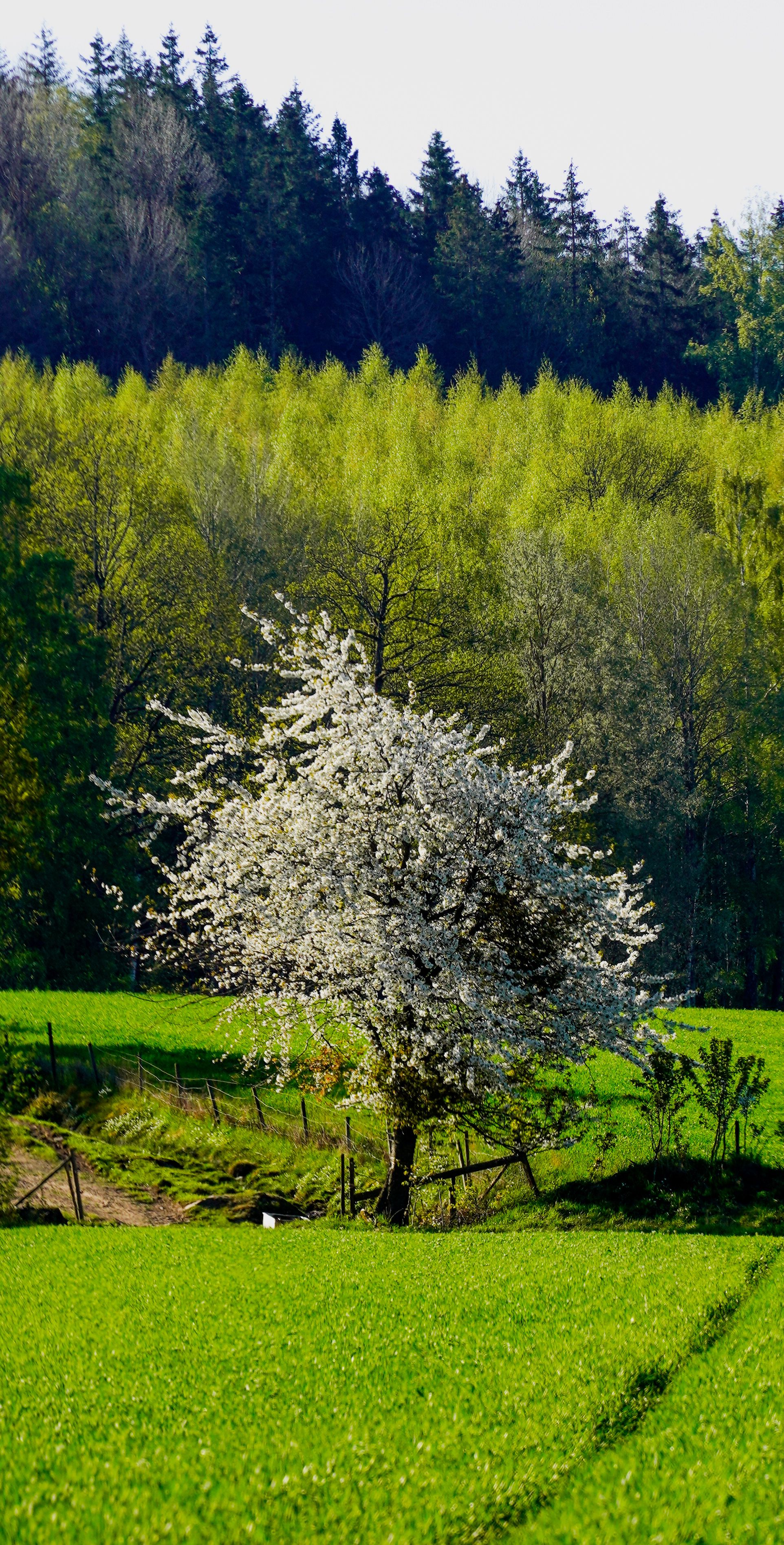Spring