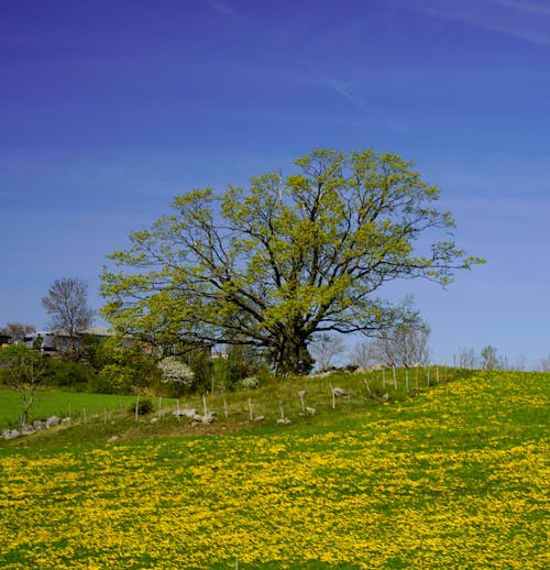 Imagine de stoc gratuită din arbore, deal, flori
