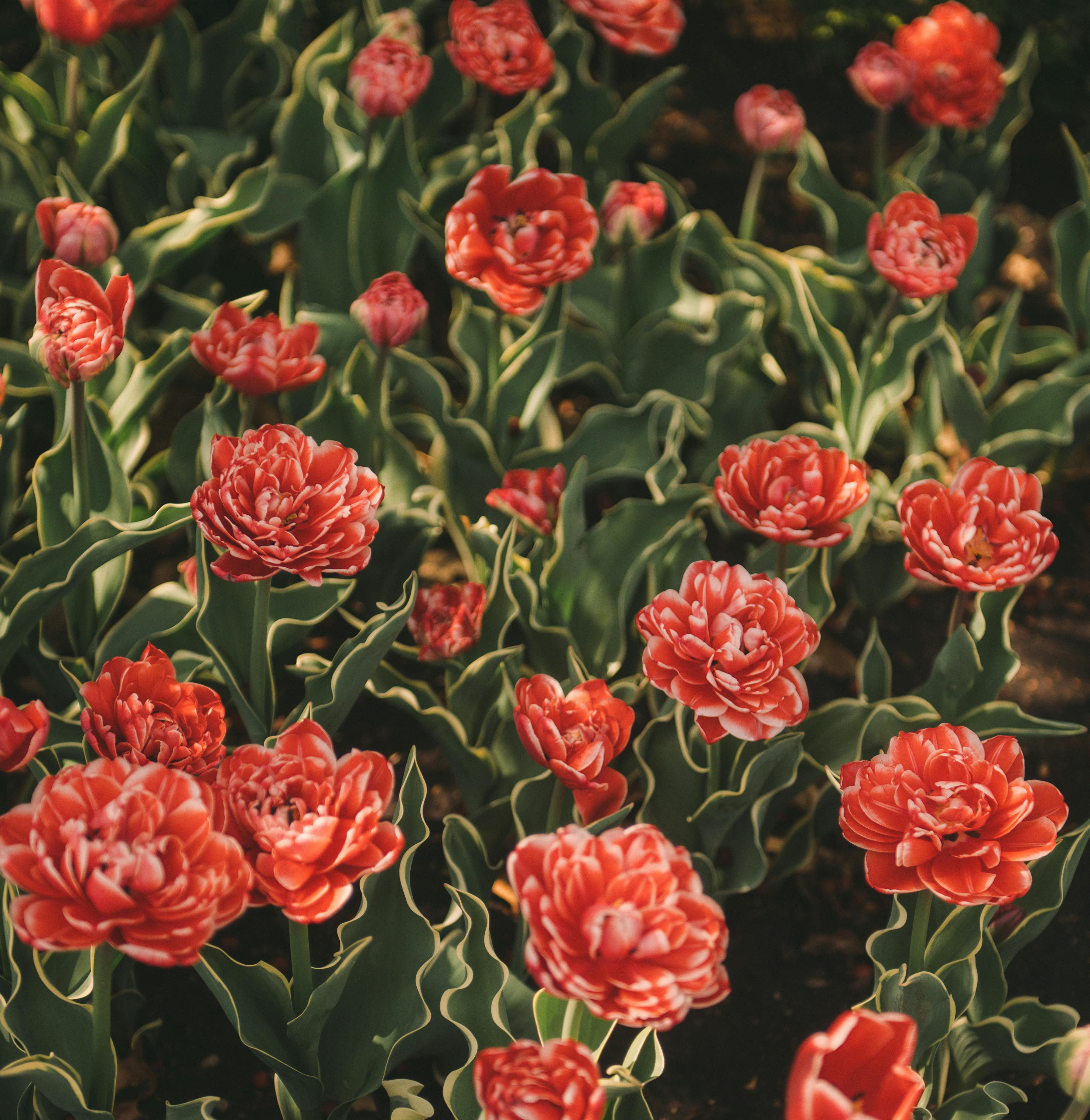 A lush garden of vibrant red tulips in full bloom during spring, captured from above.