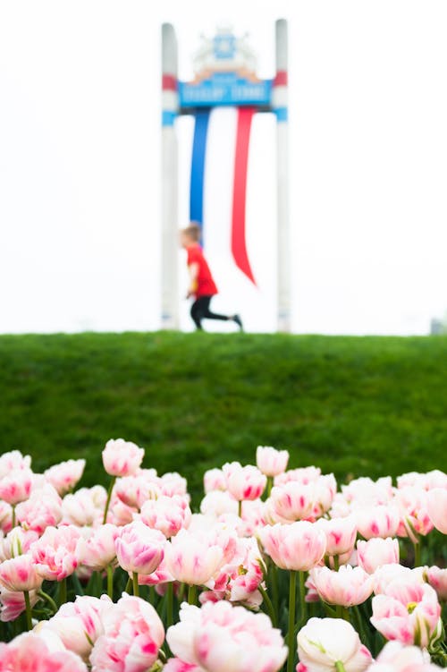 Pink Flowers and Grass behind