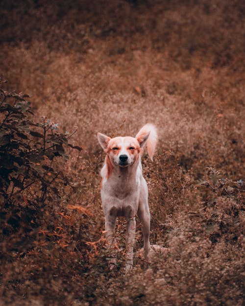 Základová fotografie zdarma na téma domácí mazlíček, domácí zvířata, pes