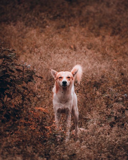 Free A cheerful dog stands amidst a field of brown autumn grasses. Stock Photo