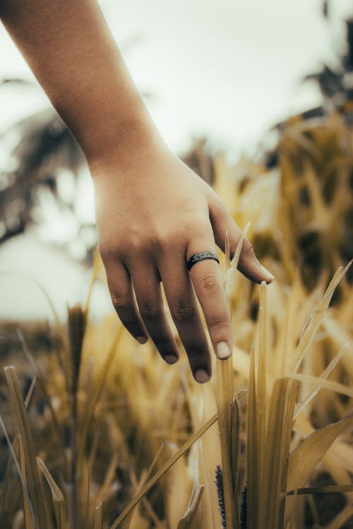 Woman Hand Touching Grasses