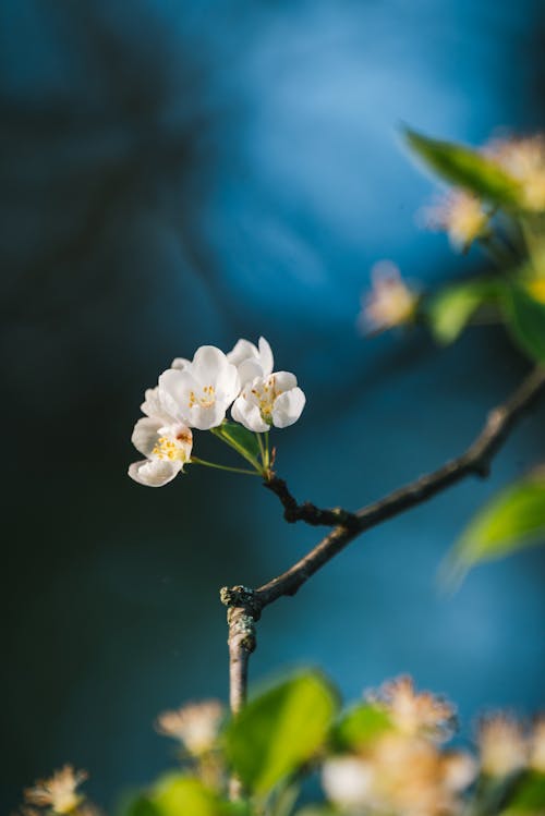 가지, 봄, 사과나무의 무료 스톡 사진