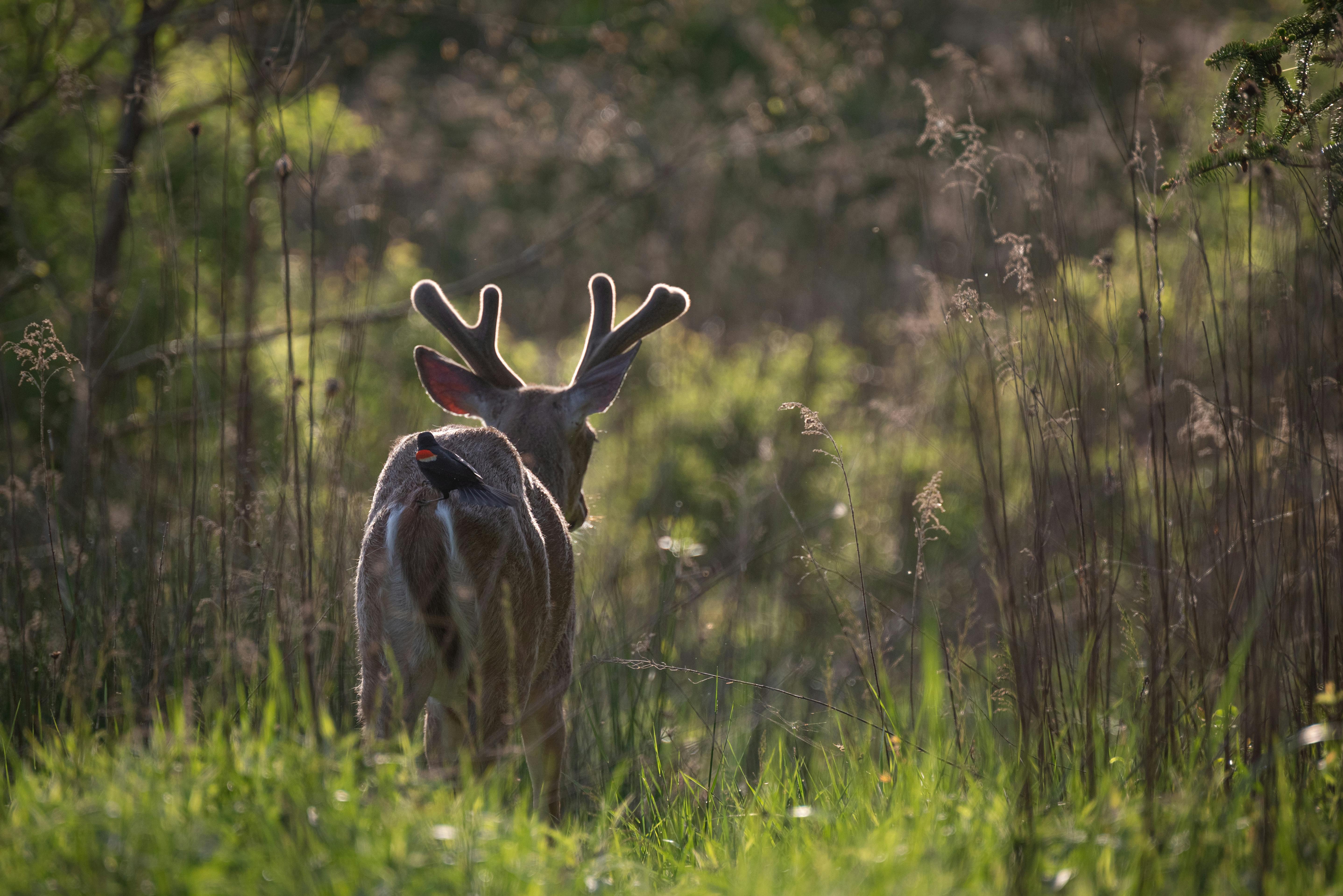 grátis Foto profissional grátis de animais selvagens, animal, antílope Foto profissional