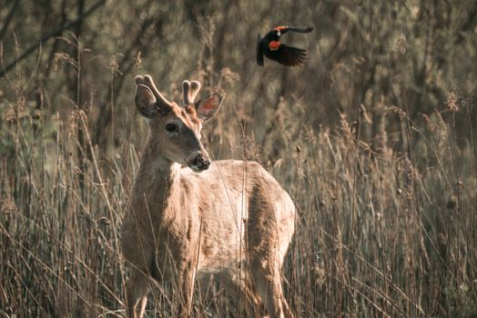 Free stock photo of animal, antler, bird