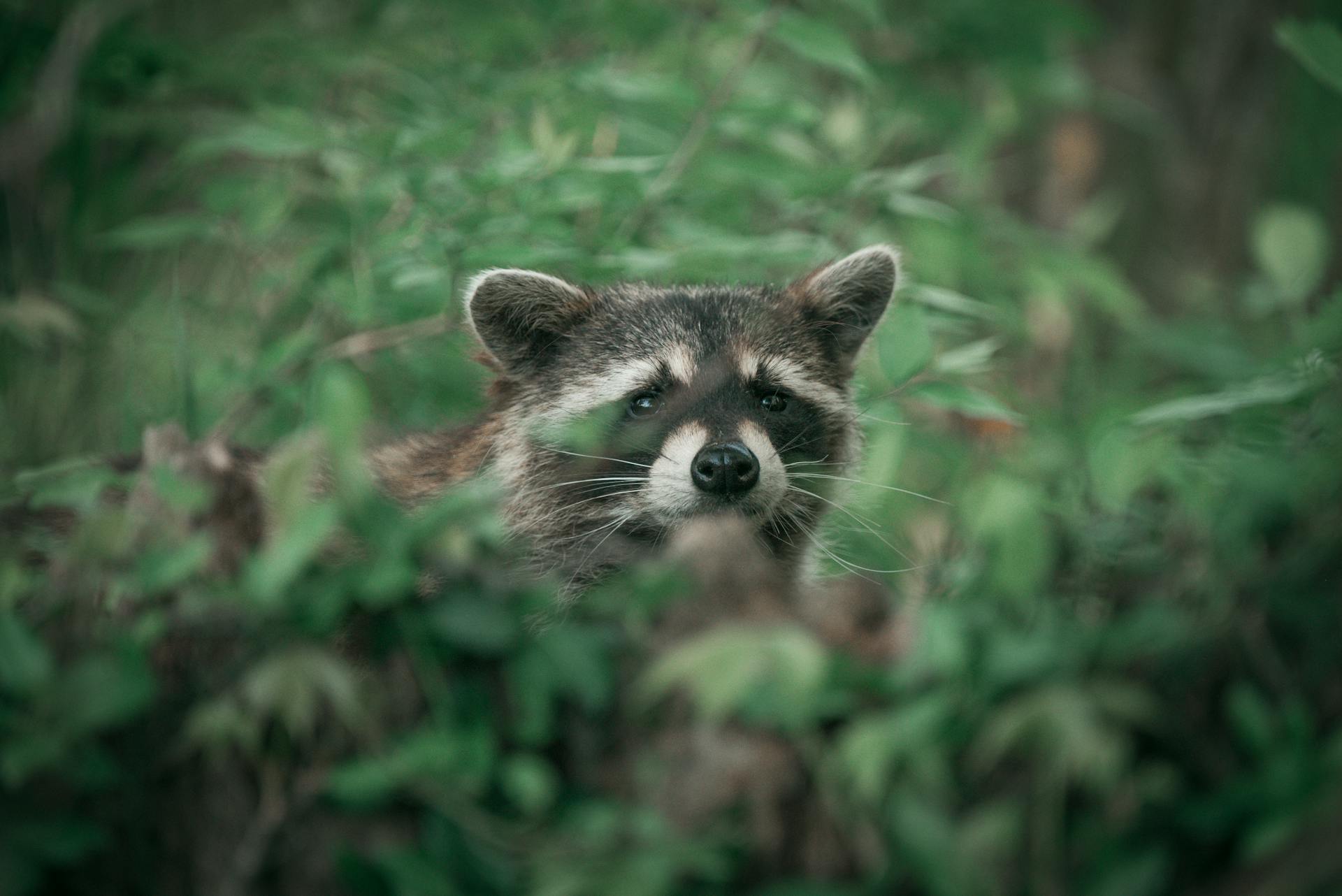 Raccoon among Leaves