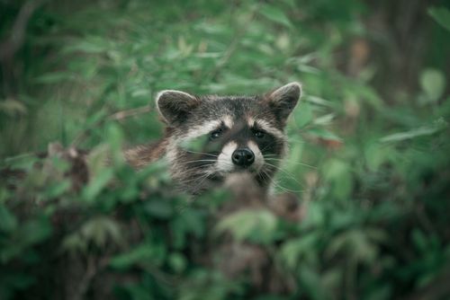Free A raccoon peeks through lush green foliage, capturing the essence of wildlife in summer. Stock Photo