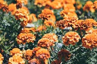 阳光明媚的花园里，明亮的万寿菊盛开着，展现出充满活力的橙色花瓣