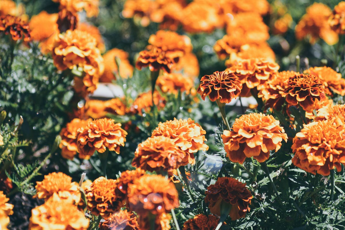 orange flowers